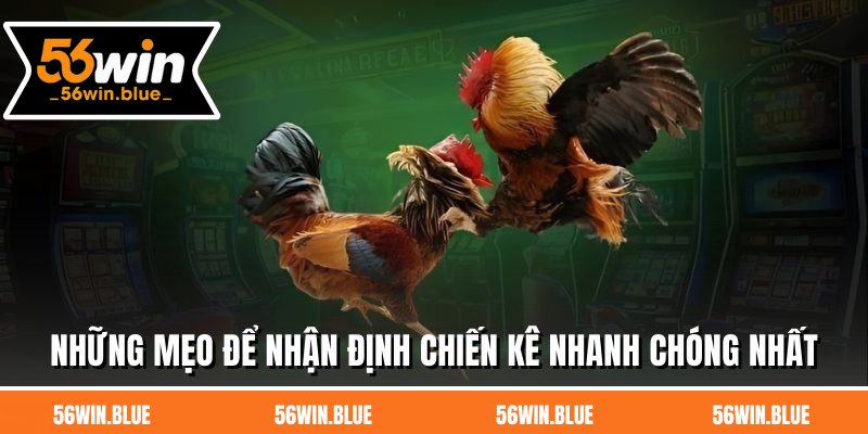 Những mẹo để nhận định chiến kê nhanh chóng nhất